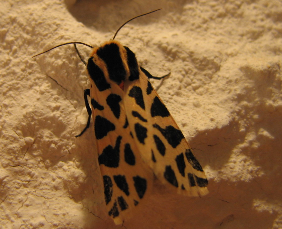 Cymbalophora pudica